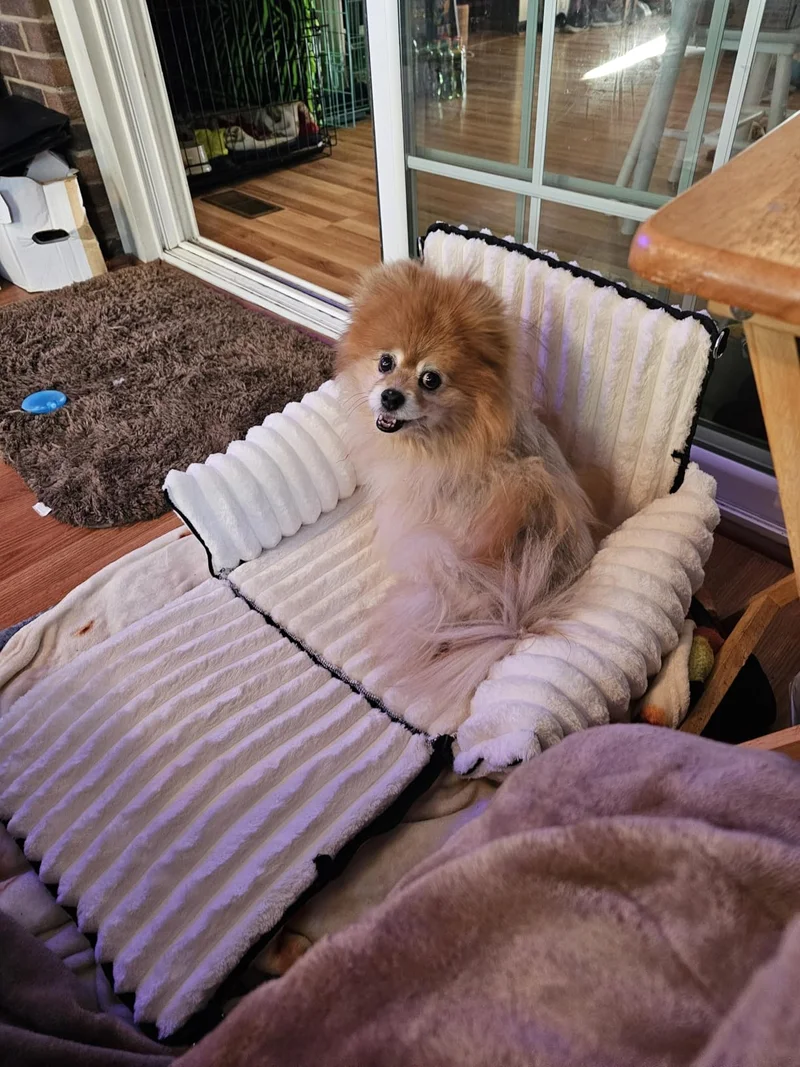 A Pomeranian in the ribbed seat with its front opened out at home